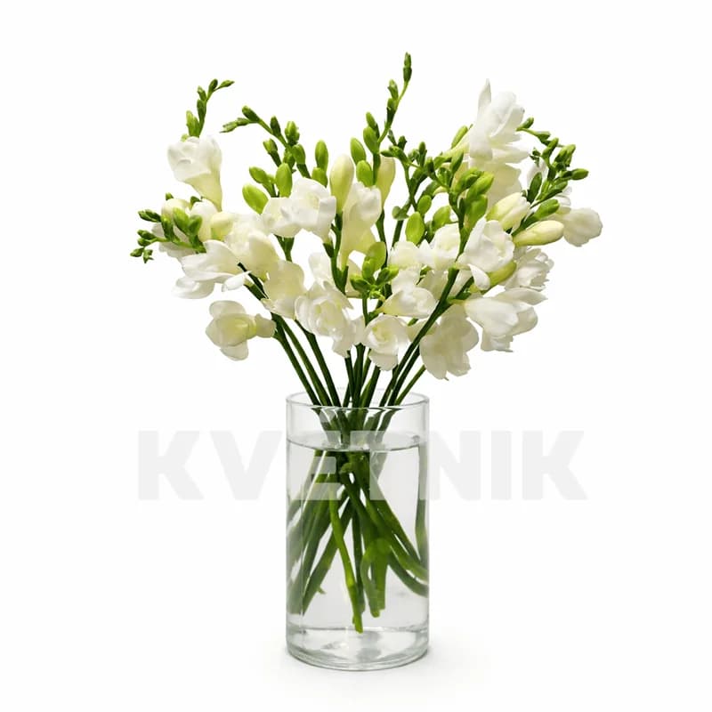 White freesia - 1
