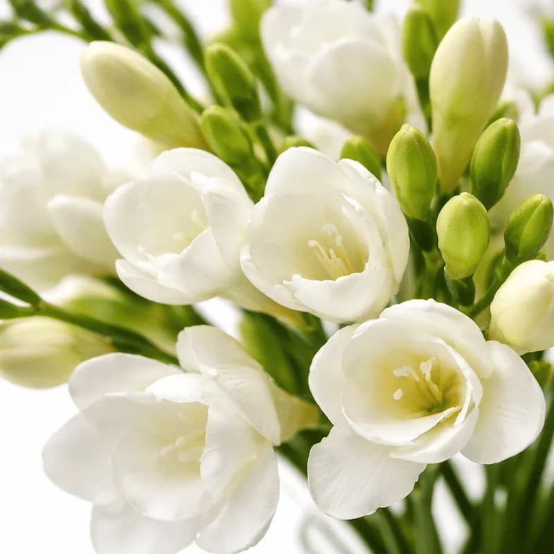 White freesia - 2
