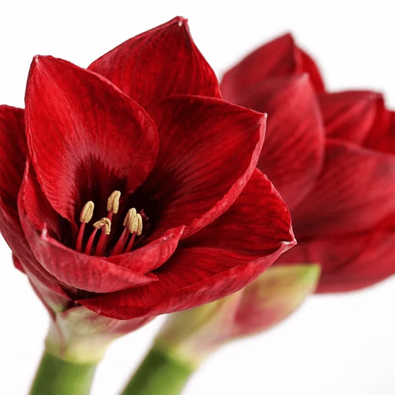 Red amaryllis - 2