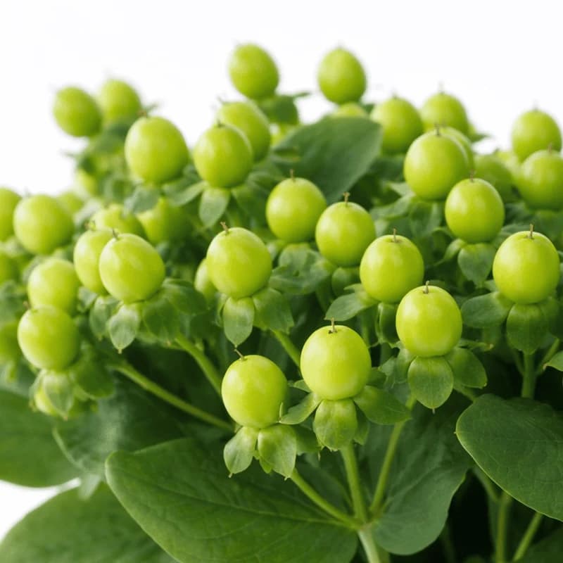 Zielony hypericum - 2