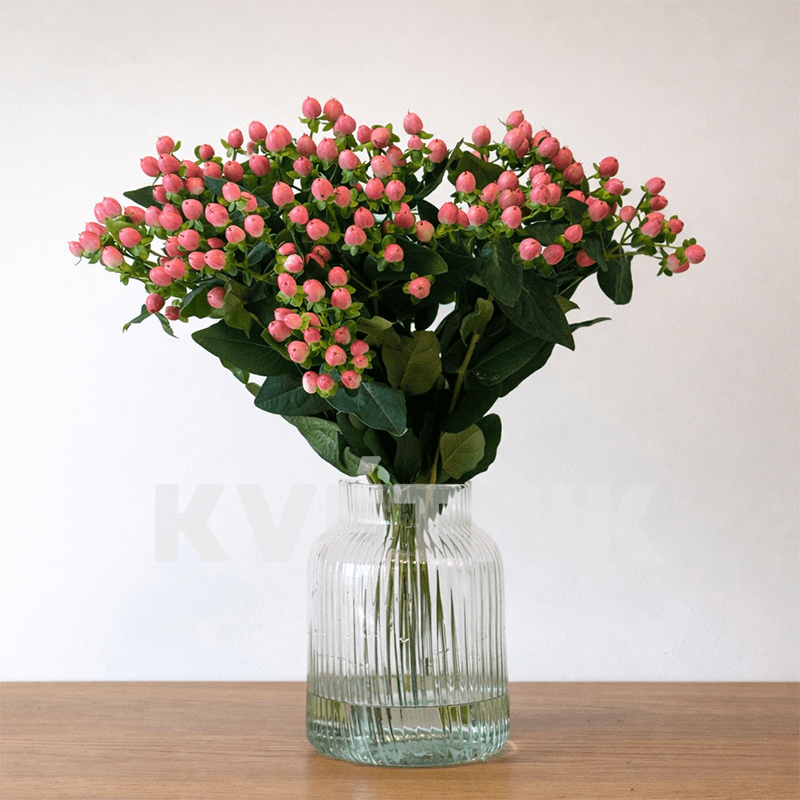 Różowy hypericum - 3