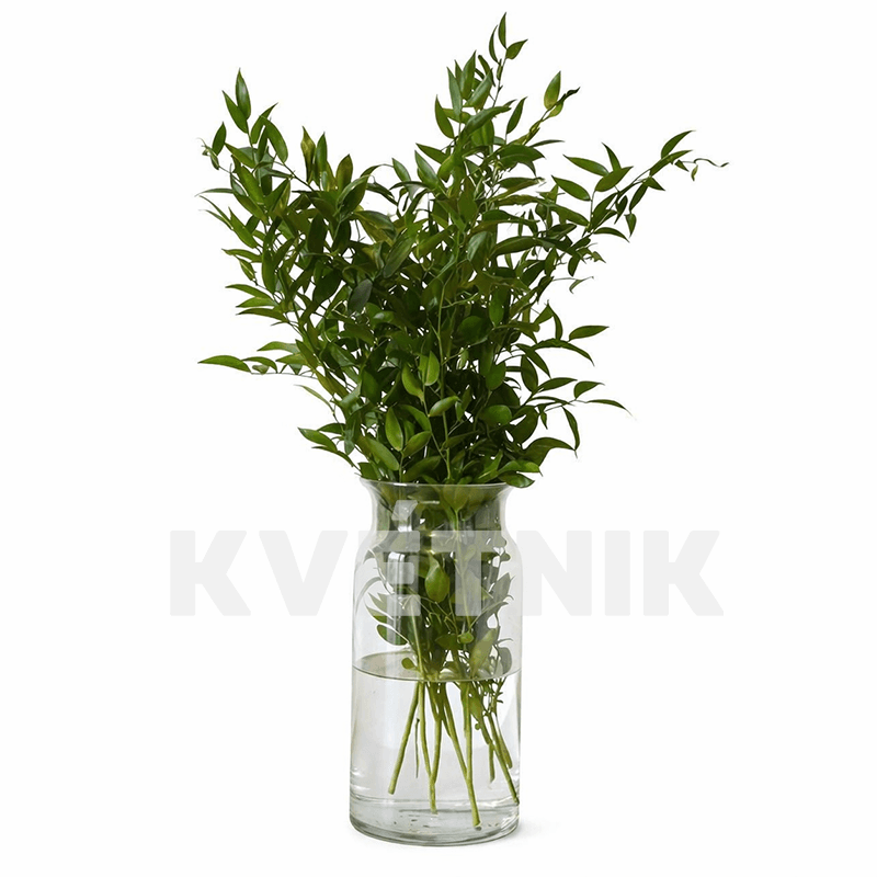 Ruskus