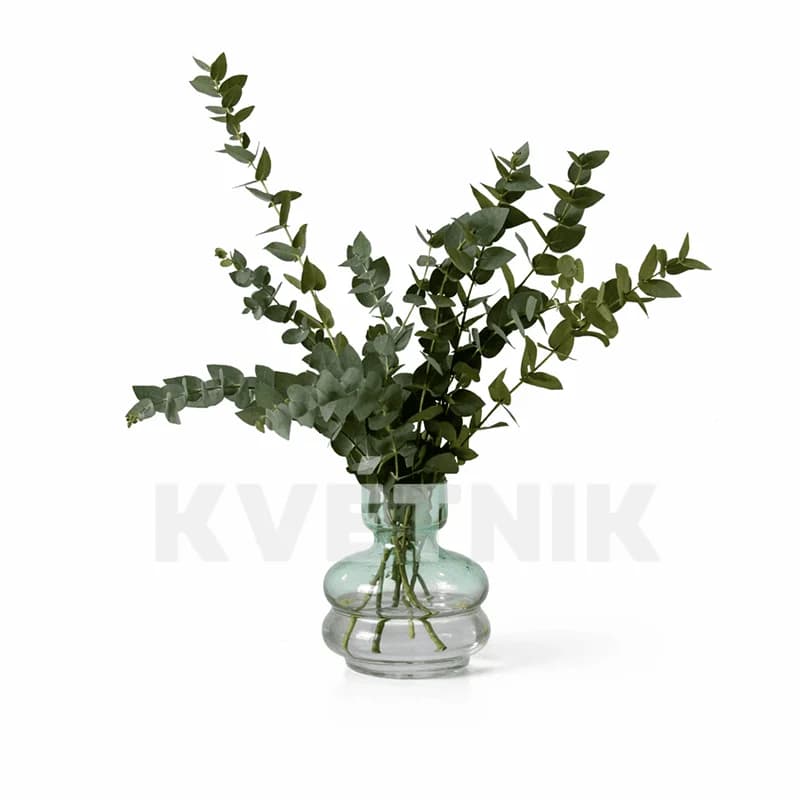 Eukaliptus