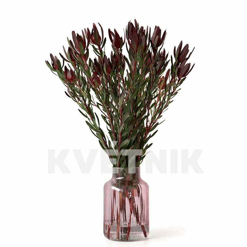 Leukadendron - 2