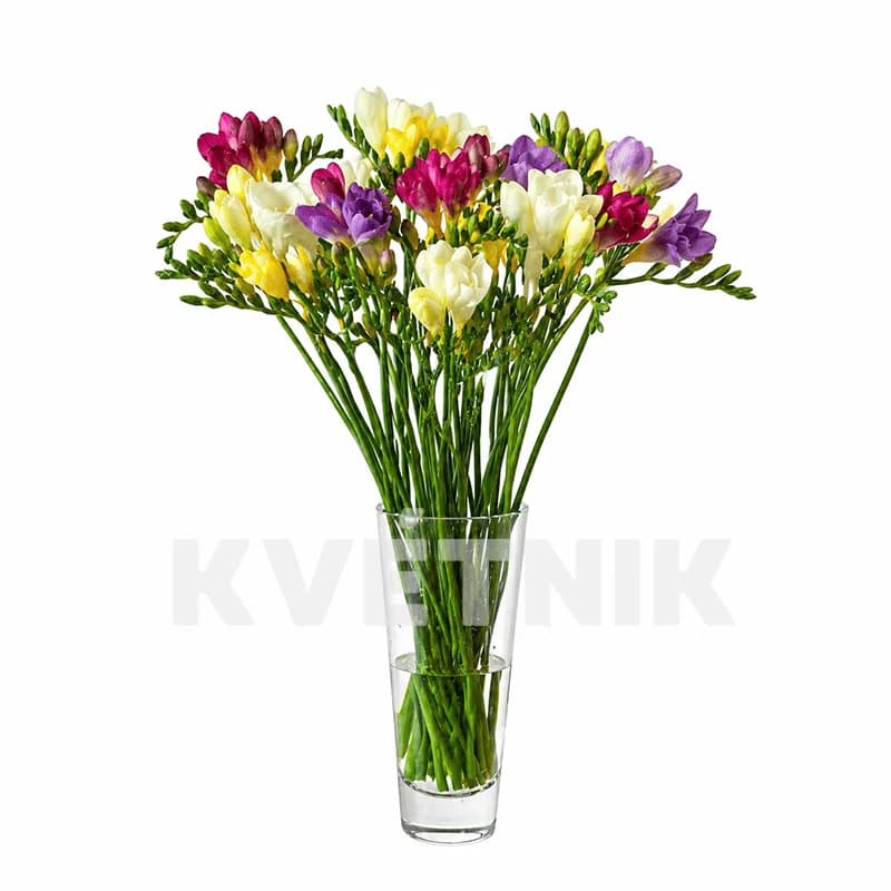 Фрезия разноцветная - 1