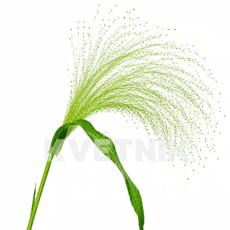 Panicum