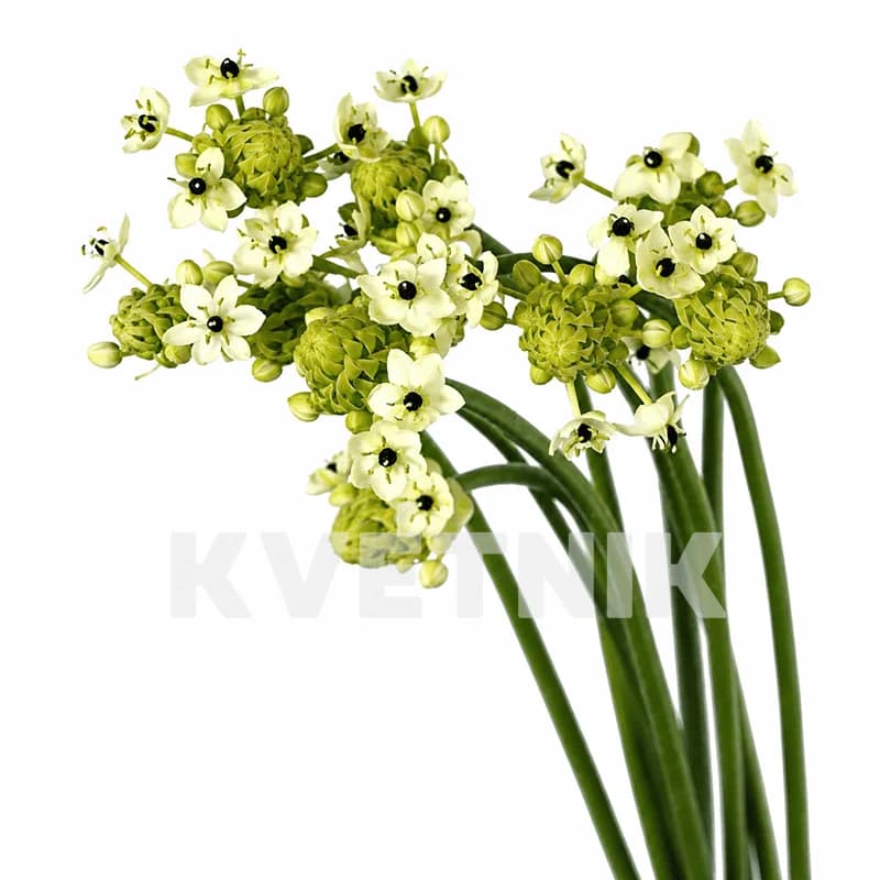 Ornithogalum arabicum