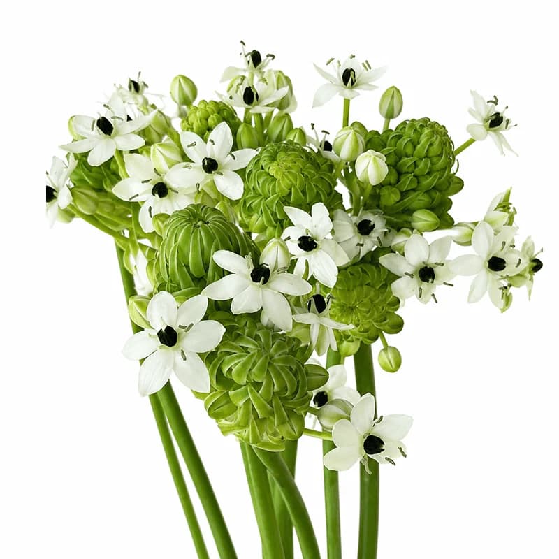 Ornithogalum arabicum - 2