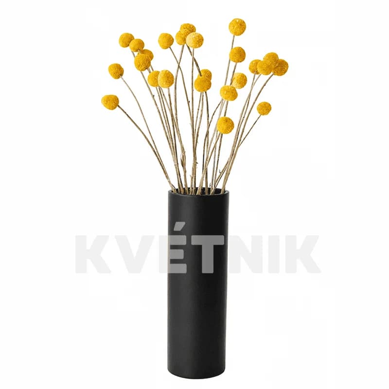 Kraspedia