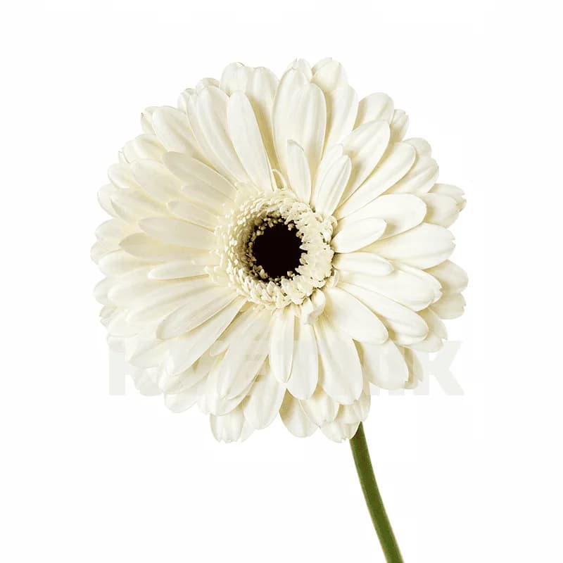 Biała gerbera