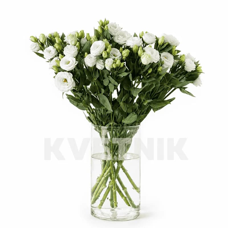 Biała eustoma