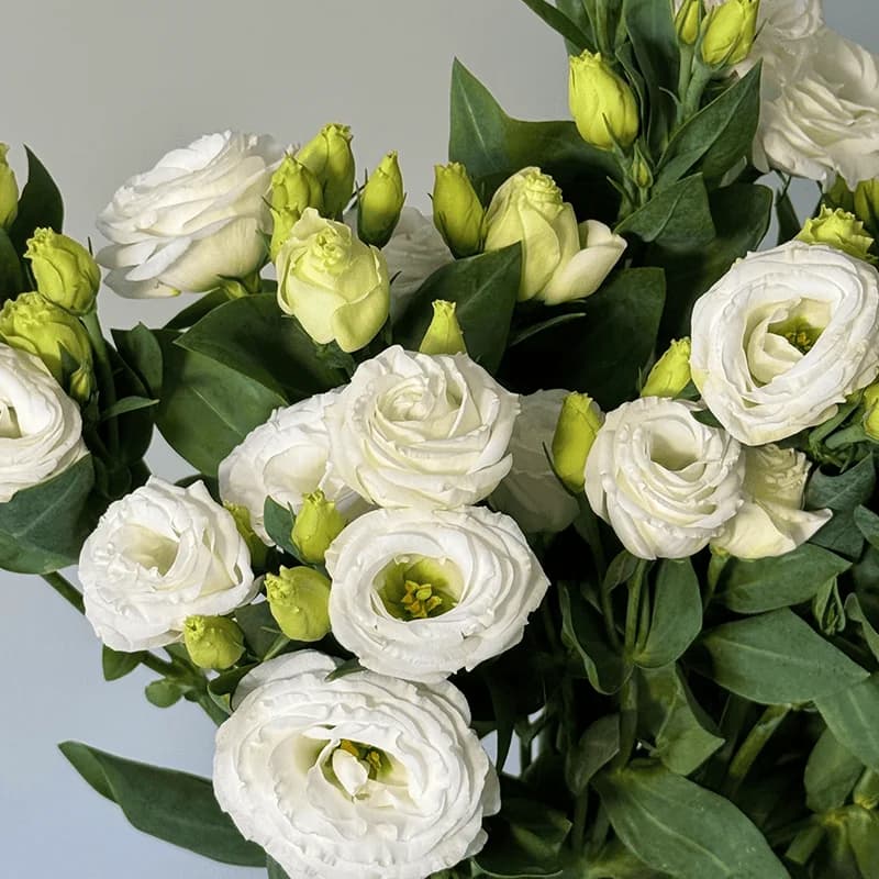 Biała eustoma - 2