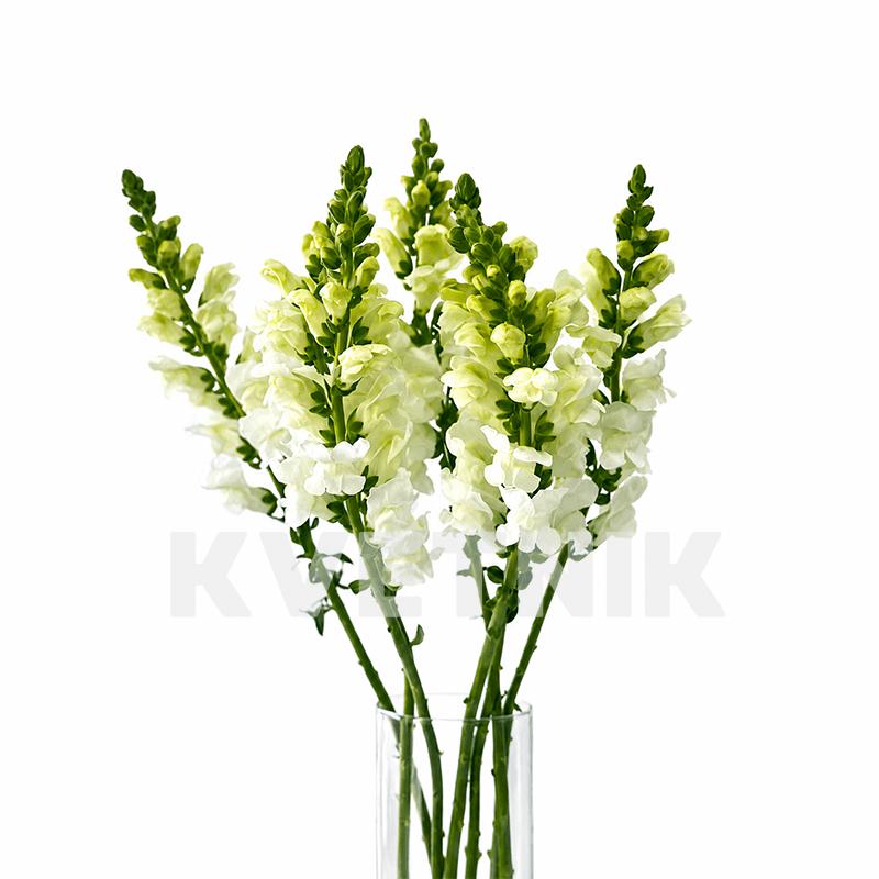 Antirrinum