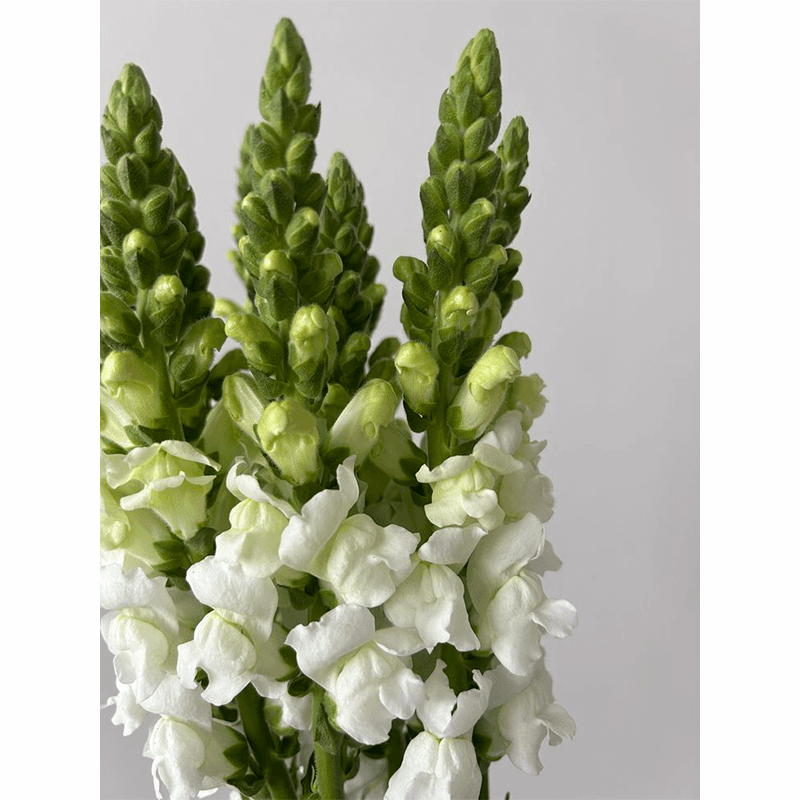 Antirrinum - 2
