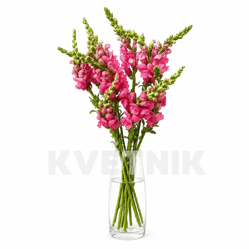 Antirrhinum różowy