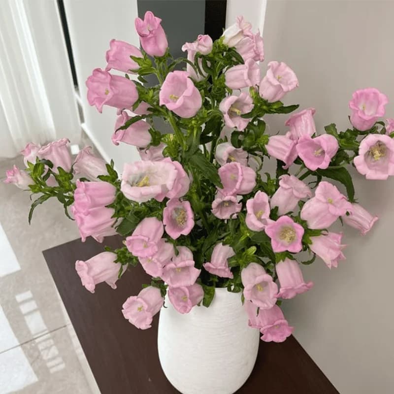 Campanula różowa - 2