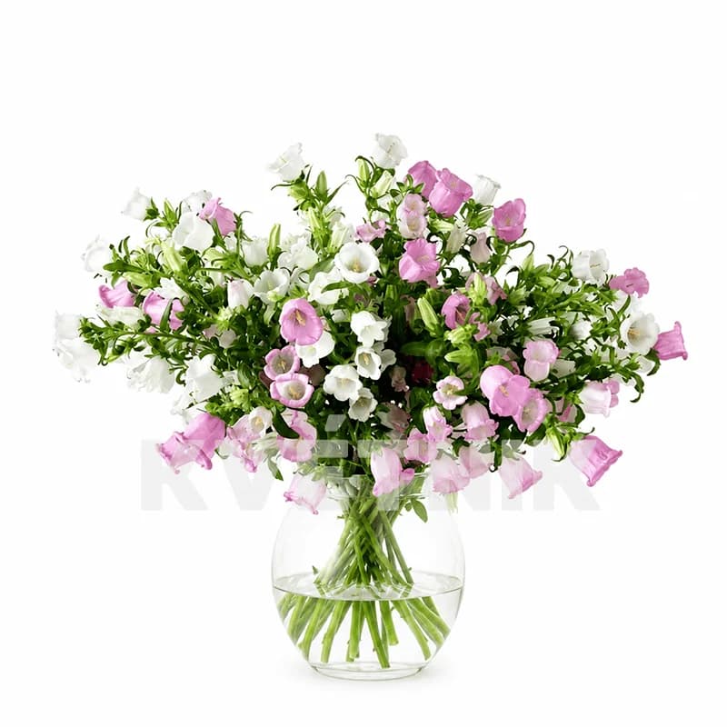 Campanula Mix