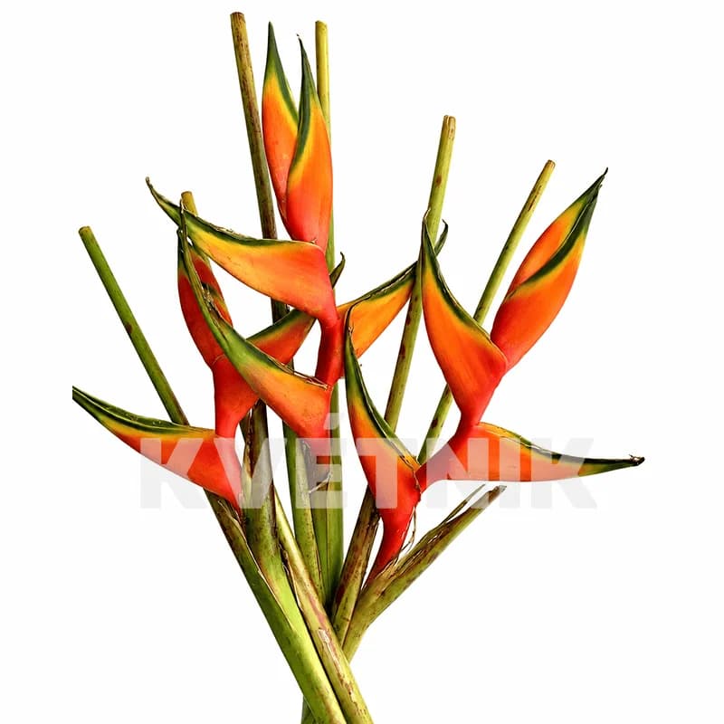 Helikonia