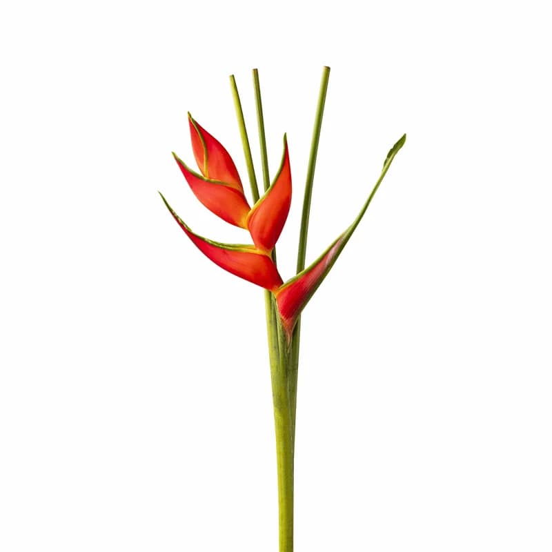 Helikonia - 2