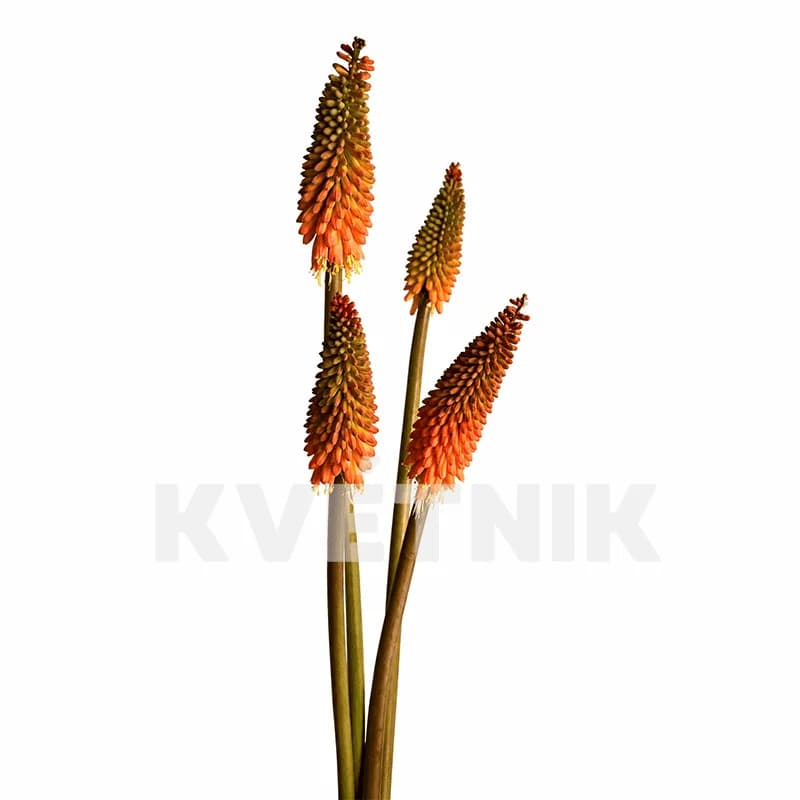 Knifofia