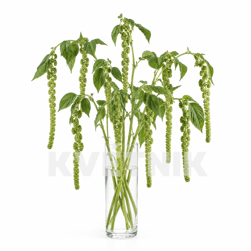 Green Amaranthus