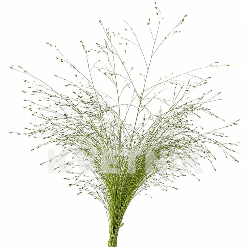 Panicum