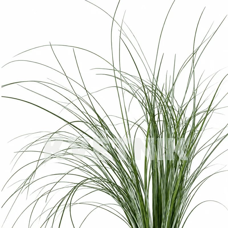 Berggrass bunch