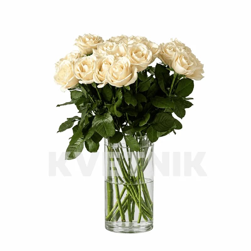 White Avalanche rose