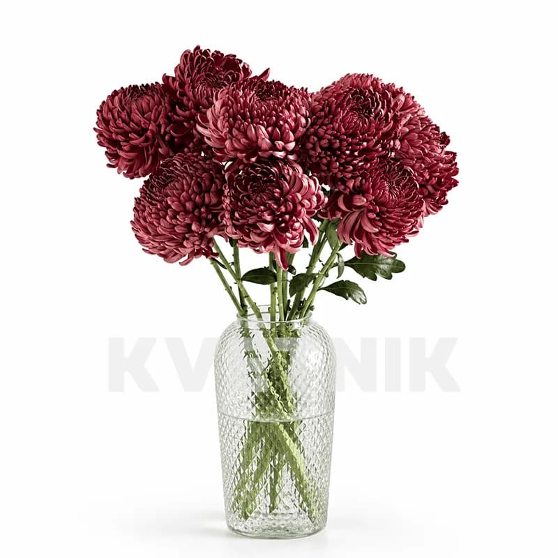 Хризантема «Bigoudi red» - 1