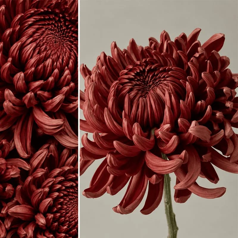 Хризантема «Bigoudi red» - 2