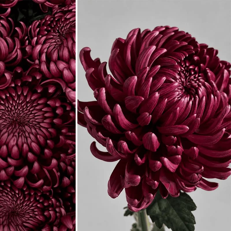 Chrysanthemum «Bigoudi purple» - 2