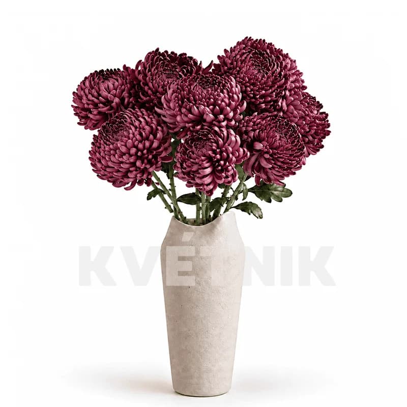 Chrysanthemum «Bigoudi purple» - 1
