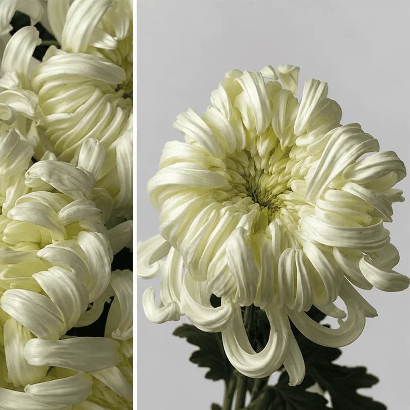 Хризантема «Vienna white» - 2