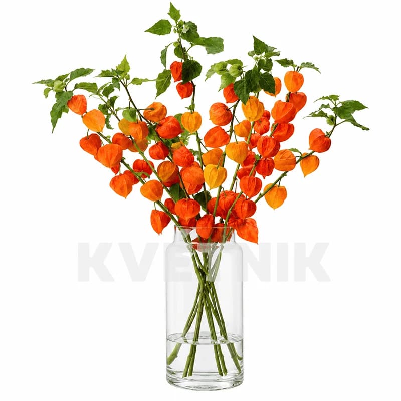 Физалис - 1