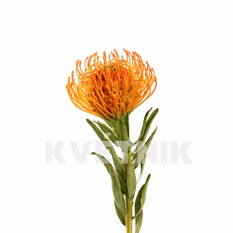 Leucospermum
