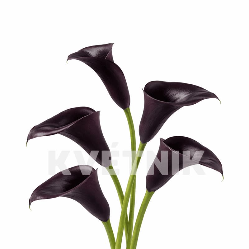 Liliowe kalie