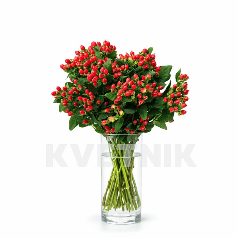Czerwony hypericum