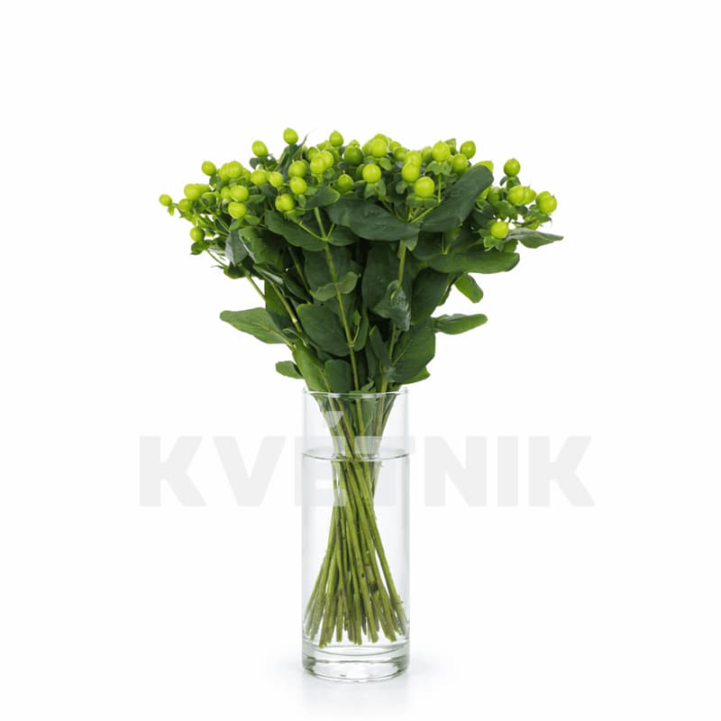 Zielony hypericum