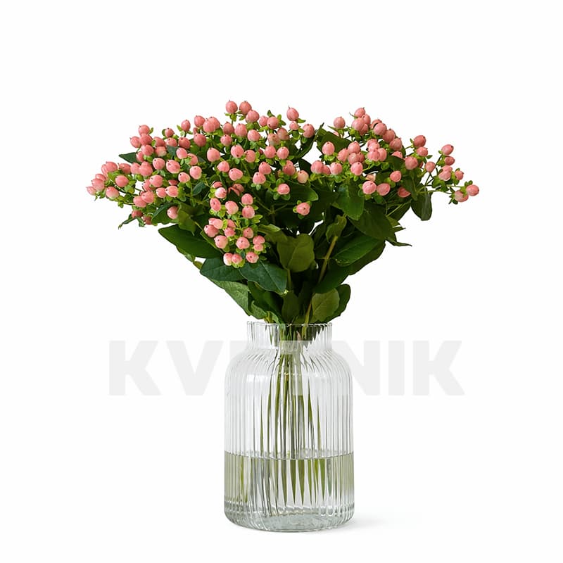 Różowy hypericum