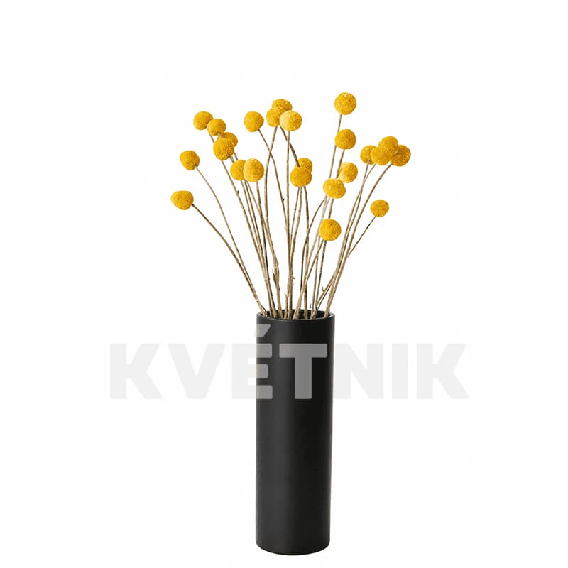 Kraspedia
