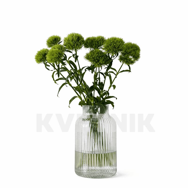 Dekoracyjny dianthus