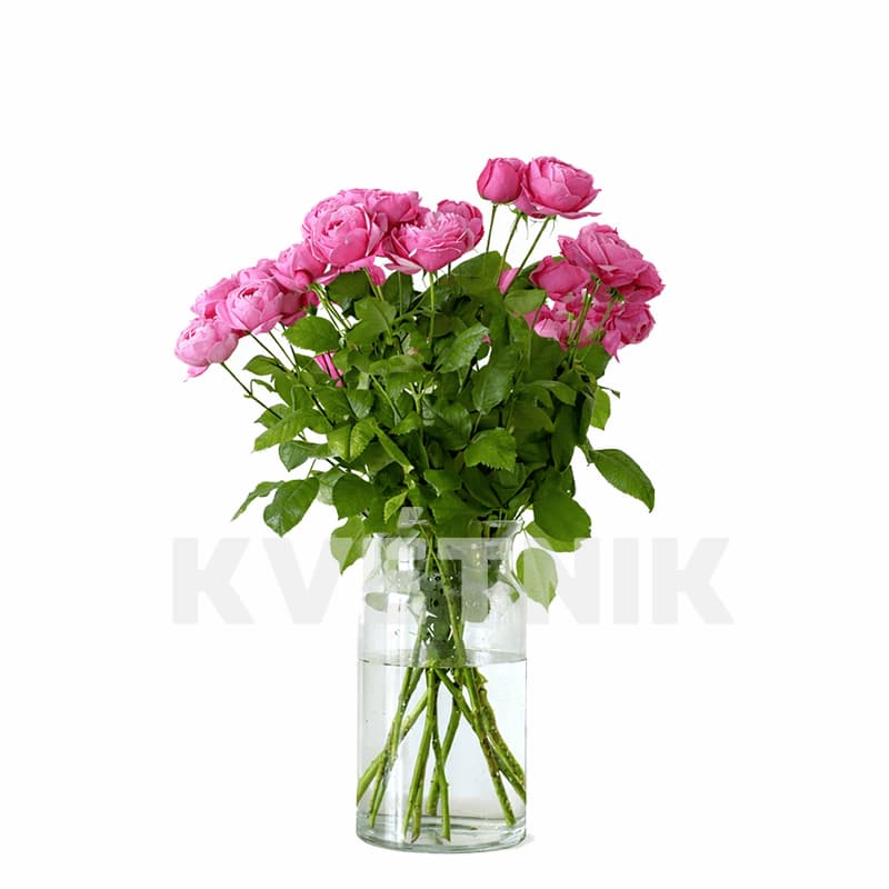 Róża gałązkowa odmiany Silva Pink
