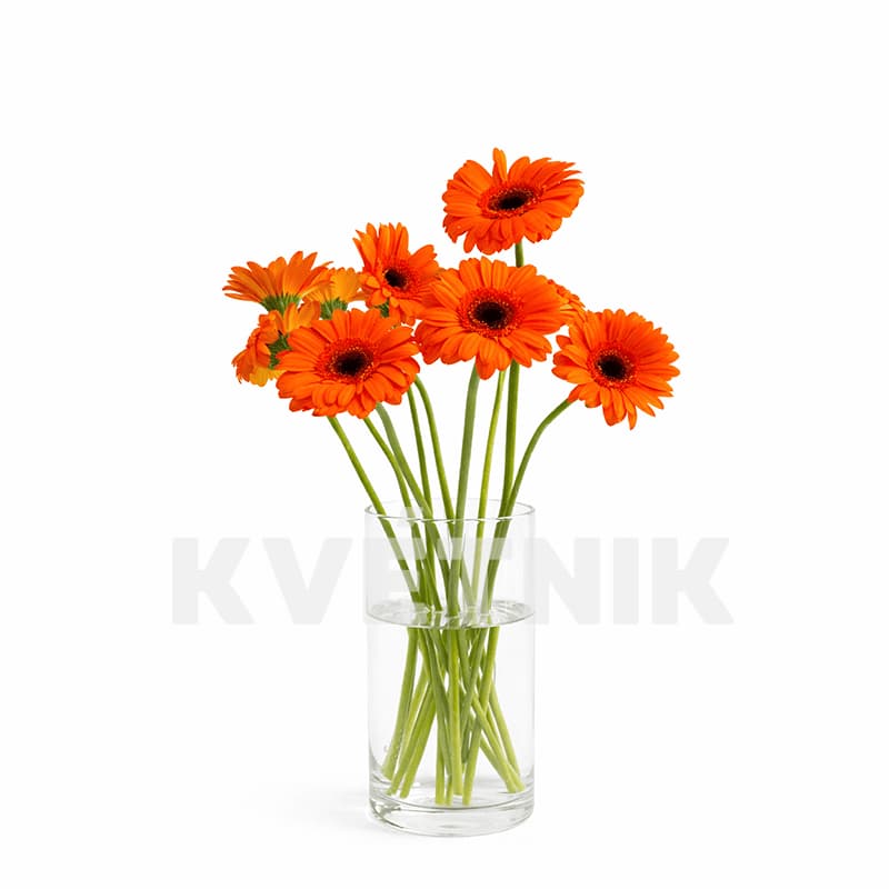 Gerbera pomarańczowa