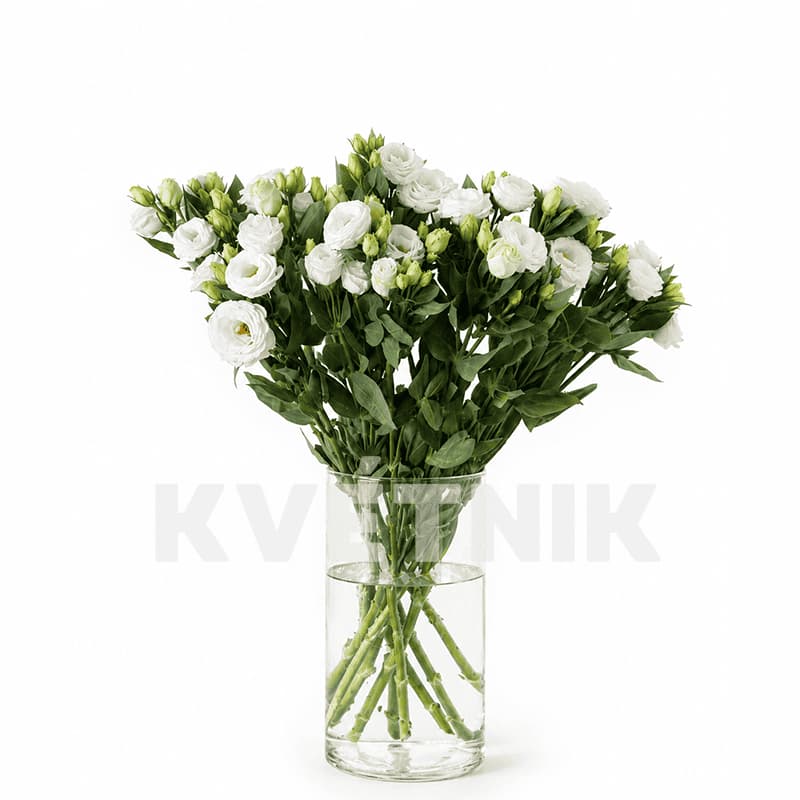 Biała eustoma
