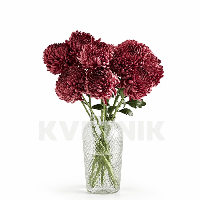Chryzantema „Bigoudi red”