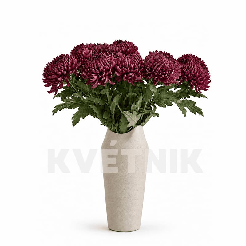 Chryzantema „Bigoudi purple”