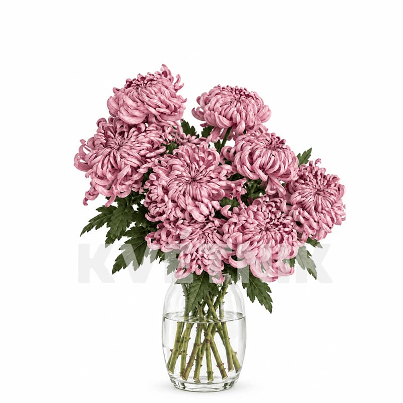 Chryzantema „Vienna pink”