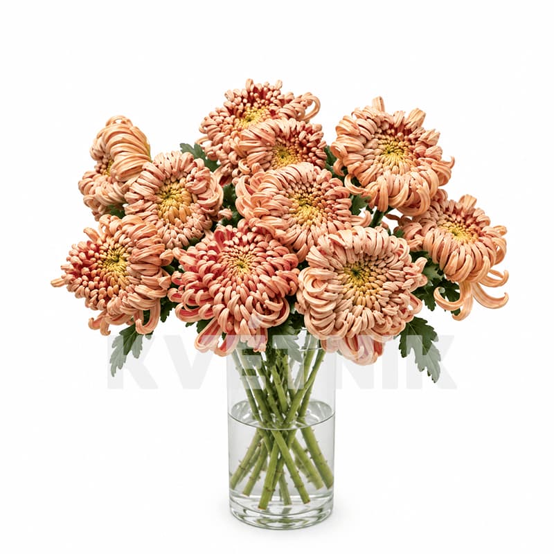 Chryzantema „Vienna copper”