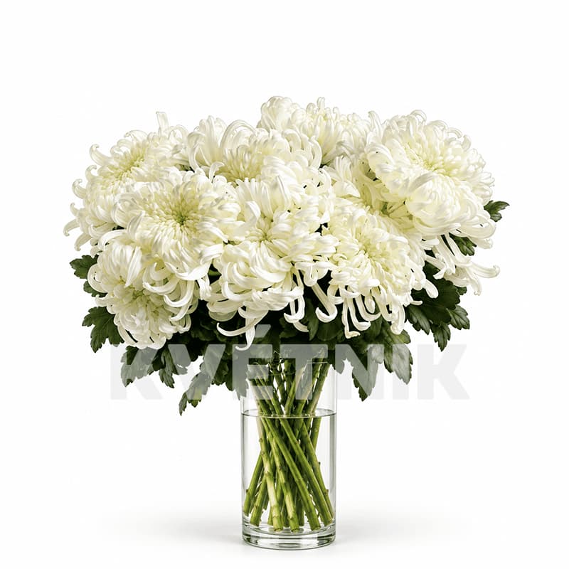 Chryzantema „Vienna white”