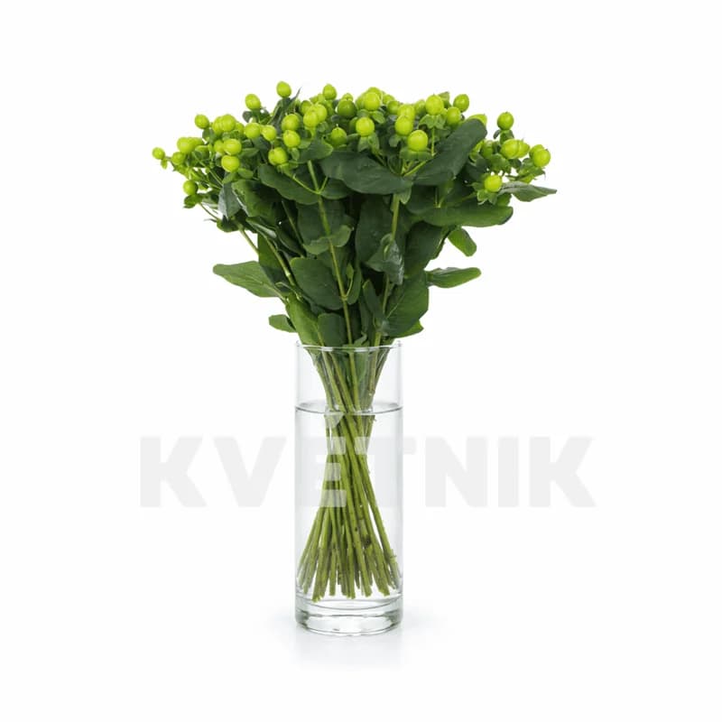 Zielony hypericum - 1